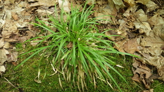 Carex backii