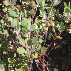 Arctostaphylos montana