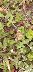 Phyciodes graphica