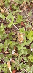 Phyciodes graphica