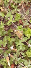 Phyciodes graphica