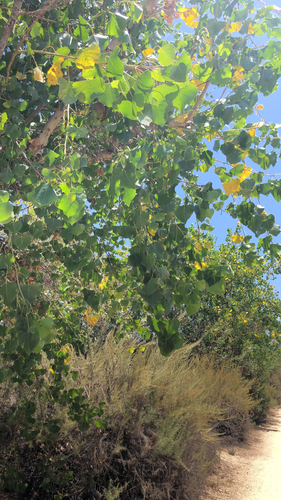 iNaturalist observation photo of Frémont Cottonwood