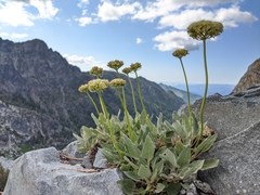 Eriogonum compositum compositum