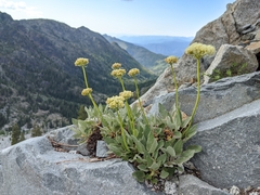 Eriogonum compositum compositum
