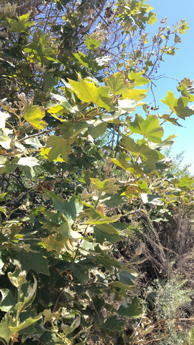 iNaturalist observation photo of western sycamore