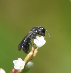 Hylaeus schwarzii