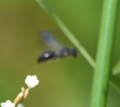 Hylaeus schwarzii