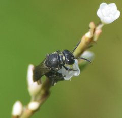 Hylaeus schwarzii
