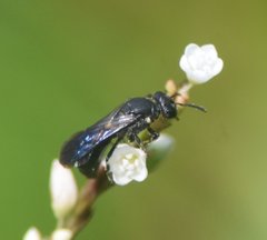 Hylaeus schwarzii