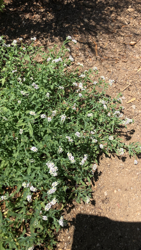 iNaturalist observation photo of alkali heliotrope