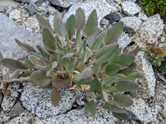 Eriogonum compositum compositum