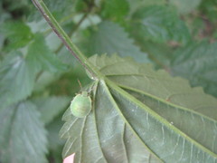 Palomena prasina