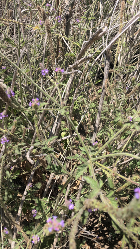 iNaturalist observation photo of western vervain