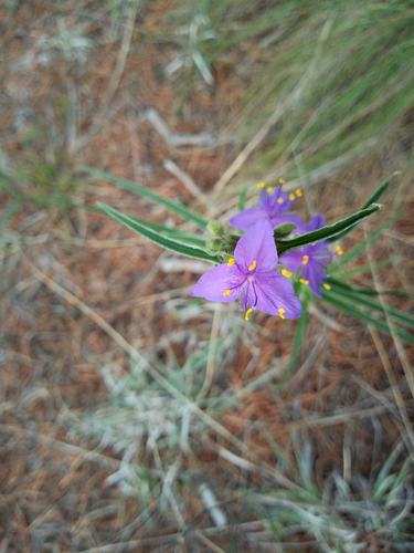 Tradescantia nuevoleonensis