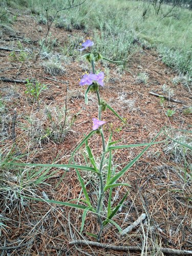Tradescantia nuevoleonensis, photograph 2