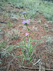 (c) Leticia Jiménez Hernández, some rights reserved (CC BY-SA) Tradescantia nuevoleonensis, photograph (c) Leticia Jiménez Hernández, some rights reserved (CC BY-SA)