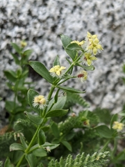 Galium glabrescens