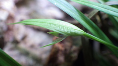 Carex backii