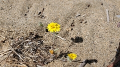 Lessingia germanorum