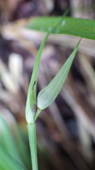 Carex backii