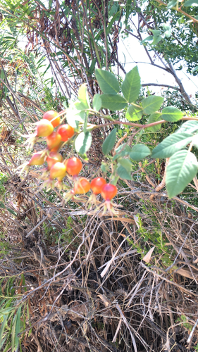 iNaturalist observation photo of California Wild Rose