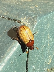 Anomala flavipennis