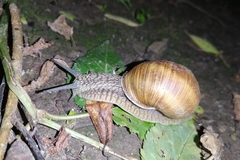 Helix pomatia