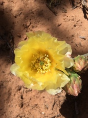 Opuntia aurea