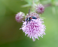 Cylindromyia interrupta