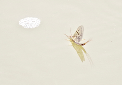 Ephemera simulans