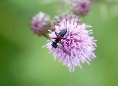 Cylindromyia interrupta