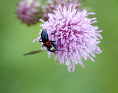 Cylindromyia interrupta