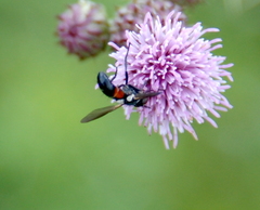 Cylindromyia interrupta