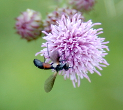 Cylindromyia interrupta