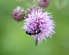 Cylindromyia interrupta