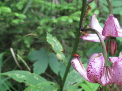 Lilioceris schneideri