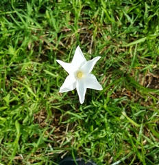 Zephyranthes chlorosolen