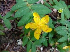 Hypericum calycinum