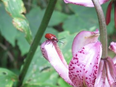 Lilioceris schneideri