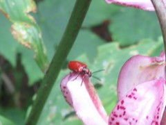Lilioceris schneideri