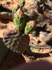 Opuntia aurea