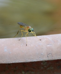 Ptecticus trivittatus