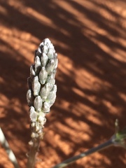 Sophora stenophylla