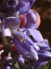 Sophora stenophylla