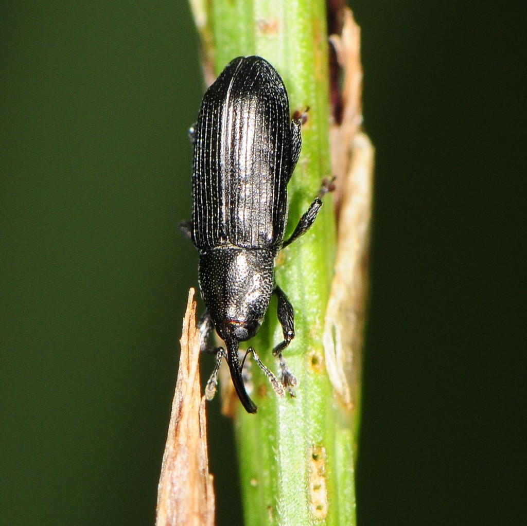 Cylindridia