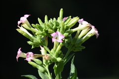 Nicotiana tabacum