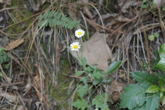 Erigeron dryophyllus