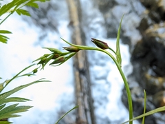 Anticlea occidentalis