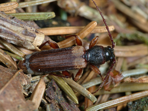 Tetropium fuscum