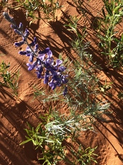 Sophora stenophylla